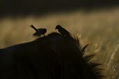 Two fork-tailed drongos perch and preen on the back of a blue wildebeest Fork-tailed Drongo,Animalia,Chordata,Aves,Passeriformes,Dicruridae,bird,birds,birdlife,avian,silhouette,hitch hiker,grooming,preening,feeding,parasites,Dicrurus adsimilis
