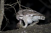 A giant eagle owl feeds on a genet at night in riverine woodland Strigidae,Tytonidae,owl,owls,bird of prey,birds of prey,predator,talons,carnivore,hunter,night,prey,eating,feeding,food,dinner,Giant eagle-owl,Bubo lacteus,Verreaux's eagle-owl,Owls,Strigiformes,True