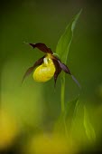 A lady's slipper orchid in flower in spring in woodland Animalia,Chordata,Aves,Galliformes,Numididae,Guttera edouardi,Southern crested guineafowl,bird,birds,birdlife,avian,close up,shallow focus,face,Lady's slipper orchid,Cypripedium calceolus,Orchid Famil