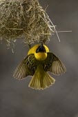 A male lesser masked weaver hanging upside down from its nest male,yellow,flying,fly,flight,wings,wing,winged,wingspan,aerial,nest,nesting,nest building,display,home,action,colour,shallow focus,Animalia,Chordata,Aves,Passeriformes,Ploceidae,Ploceus intermedius,L