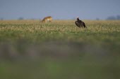 A lappet-faced vulture rests while a red lechwe stands in the distance vulture,scavenger,bird,Africa,savannah,savanna,field,grass,grassland,shallow focus,negative space,lappet faced vulture,carnivore,Lappet-faced vulture,Torgos tracheliotos,Accipitridae,Hawks, Eagles, Ki