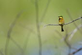 A little bee-eater perching on a branch perch,perched,perching,sitting,bird,colour,colourful,bee eater,green background,shallow focus,twig,branch,pretty,negative space,birds,birdlife,Little bee-eater,Merops pusillus,Little Bee-eater,Coracii