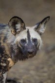 Portrait of an African wild dog near its den in forests lining the Limpopo River wild dog,hunting dog,African hunting dog,canine,savannah,savanna,hunter,predator,carnivore,Africa,profile,resting,ears,canid,canids,African wild dog,Lycaon pictus,Carnivores,Carnivora,Mammalia,Mammals
