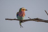 A lilac-breasted roller resting on a branch perch,perched,perching,shallow focus,green background,colourful,purple,blue,lilac,bird,breast,birds,birdlife,Lilac-breasted roller,Coracias caudata,Chordates,Chordata,Aves,Birds,Coraciiformes,Rollers