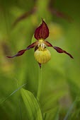 A lady's slipper orchid in flower in spring in woodland orchid,rare,Britain,UK,flower,flowers,petal,flora,plant,plantlife,vegetation,green background,shallow focus,green,yellow,Spring,Lady's slipper orchid,Cypripedium calceolus,Orchid Family,Orchidaceae,Mo