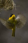 A male lesser masked weaver flying into its nest male,yellow,flying,fly,flight,wings,wing,winged,wingspan,aerial,nest,nesting,nest building,display,home,action,colour,shallow focus,Animalia,Chordata,Aves,Passeriformes,Ploceidae,Ploceus intermedius,L