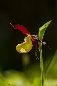 A lady's slipper orchid in flower in spring in woodland marten,carnivore,Europe,UK,Scotland,woodland,forest,pine,mustelid,tree,lichen,shallow focus,fallen tree,pine forest,green,habitat,Pine marten,Martes martes,Lady's slipper orchid,Cypripedium calceolus,