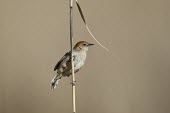 A Levaillant's cisticola perching on a reed stem in wetlands Animalia,Chordata,Aves,Passeriformes,Cisticolidae,Cisticola tinniens,Levaillant's Cisticola,Lesser Black-backed Cisticola,Tinkling Cisticola,bird,small,perch,perched,perching,twig,shallow focus,birds,