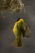A male lesser masked weaver flying into its nest male,yellow,flying,fly,flight,wings,wing,winged,wingspan,aerial,nest,nesting,nest building,display,home,action,colour,shallow focus,Aves,Passeriformes,Ploceidae,Ploceus intermedius,Lesser masked weave