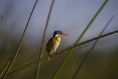 A malachite kingfisher perching on reeds perch,perched,perching,sitting,bird,colour,colourful,kingfisher,king fisher,shallow focus,twig,branch,pretty,plumage,bill,birds,birdlife,Malachite kingfisher,Corythornis cristatus