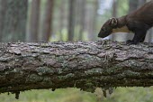 A pine marten standing on a fallen tree during marten,carnivore,Europe,UK,Scotland,woodland,forest,pine,mustelid,tree,lichen,shallow focus,fallen tree,pine forest,Pine marten,Martes martes,Chordates,Chordata,Weasels, Badgers and Otters,Mustelidae,