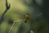 A little bee-eater perching on a branch perch,perched,perching,sitting,bird,colour,colourful,bee eater,green background,shallow focus,twig,branch,pretty,birds,birdlife,Little bee-eater,Merops pusillus,Little Bee-eater,Coraciiformes,Rollers