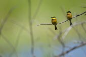 Two little bee-eaters perching on a branch perch,perched,perching,sitting,birds,bird,colour,colourful,bee eater,green background,shallow focus,twig,branch,pretty,pair,couple,duo,negative space,birdlife,Little bee-eater,Merops pusillus,Little B