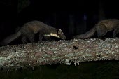 A pine marten following another along a fallen tree at night marten,carnivore,Europe,UK,Scotland,woodland,forest,pine,mustelid,tree,lichen,shallow focus,fallen tree,pine forest,pair,duo,Pine marten,Martes martes,Chordates,Chordata,Weasels, Badgers and Otters,Mu