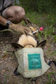 A vet examines a tranquilised African wild dog, its face covered to protect its eyes wild dog,hunting dog,African hunting dog,canine,savannah,savanna,hunter,predator,carnivore,Africa,tagged,tagging,monitoring,conservation,dart,tranquiliser,asleep,sleeping,human,canid,canids,African wi