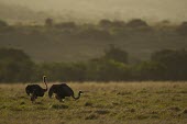 Two female ostriches feed on grassland bird,neck,savanna,savannah,flightless bird,scrubland,shrub,pair,duo,ostriches,birds,silhouette,Ostrich,Struthio camelus,Ostriches,Struthionidae,Aves,Birds,Struthioniformes,Chordates,Chordata,Common os