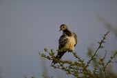 A young male Namaqua Dove sitting at the top of an acacia tree dove,bird,grey,plumage,shallow focus,branch,thornbush,thorn bush,thorns,looking at camera,profile,passerine,Namaqua dove,Oena capensis,Pigeons, Doves,Columbidae,Aves,Birds,Pigeons and Doves,Columbifor