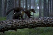 A pine marten leaping over another pine marten on a fallen tree badger trap,trap,UK,conflict,cage,release,BTB,bovine tb,tuberculosis,agriculture,Badger,Meles meles,Pine marten,Martes martes,Chordates,Chordata,Weasels, Badgers and Otters,Mustelidae,Carnivores,Carni