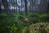 A pine marten foraging for food on the forest floor marten,carnivore,Europe,UK,Scotland,woodland,forest,pine,mustelid,tree,lichen,shallow focus,fallen tree,pine forest,green,habitat,Pine marten,Martes martes,Chordates,Chordata,Weasels, Badgers and Otte