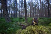 A pine marten foraging for food on the forest floor marten,carnivore,Europe,UK,Scotland,woodland,forest,pine,mustelid,tree,lichen,shallow focus,fallen tree,pine forest,Pine marten,Martes martes,Chordates,Chordata,Weasels, Badgers and Otters,Mustelidae,
