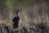 A male red-crested bustard standing in early morning light in grassland Animalia,Chordata,Aves,Otidiformes,Otididae,Lophotis ruficrista,Red-crested bustard,bustard,red-crested korhaan,savanna,savannah,grassland