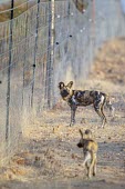 African wild dogs standing at a fence line savannah,savanna,Africa,fence,anti-predator fence,perimeter,park,reserve,boundary,conservation,monitoring,tracks,warden,human,wild dog,hunting dog,African hunting dog,canine,hunter,predator,carnivore,