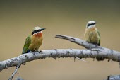 A pair of white-fronted bee-eaters perching on a fallen branch of an acacia tree perch,perched,perching,sitting,bird,colour,colourful,bee eater,shallow focus,twig,branch,pretty,pair,duo,birds,birdlife,White-fronted bee-eater,Merops bullockoides,Bee-eaters,Meropidae,Aves,Birds,Cora