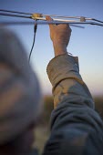 A researcher using radio telemetry equipment to track African wild dogs badger trap,trap,UK,conflict,peanuts,food,bait,lure,peanut,nut,nuts,man,human,cage,BTB,bovine tb,tuberculosis,agriculture,Badger,Meles meles,African wild dog,Lycaon pictus,Carnivores,Carnivora,Mammali
