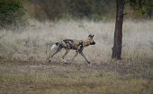 An adult African wild dog running on Venetia Limpopo Reserve pheasant,male,cock,game,game bird,bird,pattern,colourful,speckled,plumage,shallow focus,bluebell,bluebells,woodland,Europe,UK,birds,birdlife,Phasianus colchicus,African wild dog,Lycaon pictus,Carnivor