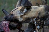 African wild dogs feeding wild dog,hunting dog,African hunting dog,canine,savannah,savanna,hunter,predator,carnivore,Africa,face,ears,close up,snout,nose,canid,canids,African wild dog,Lycaon pictus,Carnivores,Carnivora,Mammali