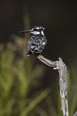 A pied kingfisher perching on a dead branch kingfisher,bird,plumage,bill,green background,shallow focus,close up,perch,perched,perching,sitting,black and white,birds,birdlife,Pied kingfisher,Ceryle rudis,Coraciiformes,Rollers Kingfishers and Al