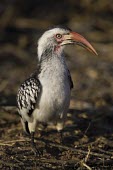 A red-billed hornbill foraging on the ground hornbill,bill,bird,savanna,savannah,Africa,ground,grumpy,birds,birdlife,Red-billed hornbill,Tockus erythrorhynchus