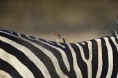 A red-billed oxpecker perching on the back of a plains zebra (Equus quagga) oxpecker,bird,hitchhiker,insectivore,cleaner,grooming,feeding,relationship,antelope,symbiotic,symbiotic relationship,symbioses,birds,birdlife,Red-billed oxpecker,Buphagus erythrorhynchus