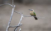 A white-fronted bee-eater perching on the branch of a dead tree while hawking for insects Animalia,Chordata,Aves,Passeriformes,Cisticolidae,Camaroptera brachyura,passerine,red eye,yellow,perch,perched,perching,sitting,tree,shallow focus,bird,birds,birdlife,avian,Bleating camaroptera,Merops