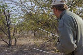 A researcher observing an African wild dog tracked using radio telemetry savannah,savanna,Africa,conservation,monitoring,tracks,tracking,radio tracking,warden,human,wild dog,hunting dog,African hunting dog,canine,hunter,predator,carnivore,bush,African wild dog,Lycaon pictu