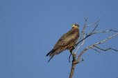 A yellow-billed kite perching on the upper branches of a tree wild dog,hunting dog,African hunting dog,canine,savannah,savanna,hunter,predator,carnivore,Africa,African wild dog,Lycaon pictus,Milvus migrans,Black kite,Aves,Birds,Ciconiiformes,Herons Ibises Storks