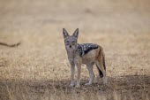 A black-backed jackal standing in shade canine,jackal,carnivore,scavenger,predator,Africa,savanna,savannah,dogs,wild dogs,canid,canids,Black-backed jackal,Canis mesomelas,Carnivores,Carnivora,Mammalia,Mammals,Dog, Coyote, Wolf, Fox,Canidae,