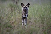 An adult African wild dog with injuries from a fight wild dog,hunting dog,African hunting dog,canine,savannah,savanna,hunter,predator,carnivore,Africa,African wild dog,Lycaon pictus,Carnivores,Carnivora,Mammalia,Mammals,Chordates,Chordata,Dog, Coyote, W