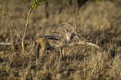 A black-backed jackal standing in early morning light wild dog,hunting dog,African hunting dog,canine,savannah,savanna,hunter,predator,carnivore,Africa,African wild dog,Lycaon pictus,Canis mesomelas,Black-backed jackal,Carnivores,Carnivora,Mammalia,Mamma