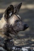 An adult African wild dog resting in forest lining the Limpopo River canine,jackal,carnivore,scavenger,predator,Africa,savanna,savannah,dogs,wild dogs,canid,canids,Black-backed jackal,Canis mesomelas,African wild dog,Lycaon pictus,Carnivores,Carnivora,Mammalia,Mammals,