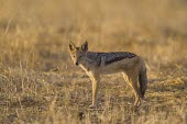 A black-backed jackal standing in the open plains canine,jackal,carnivore,scavenger,predator,Africa,savanna,savannah,dogs,wild dogs,canid,canids,Black-backed jackal,Canis mesomelas,Carnivores,Carnivora,Mammalia,Mammals,Dog, Coyote, Wolf, Fox,Canidae,