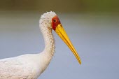 Portrait of a yellow-billed stork or wood ibis fishing in the shallows of the Chobe River Wood ibis,stork,storks,bill,yellow,shallow focus,close up,bird,water,wader,birds,birdlife,Yellow-billed stork,Mycteria ibis,Aves,Birds,Chordates,Chordata,Ciconiiformes,Herons Ibises Storks and Vulture