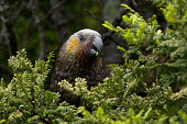 Kakapo eating leaves feeding,eating,foraging,birds,bird,parrots,parrot,Kakapo,Strigops habroptila,Parakeets, Macaws, Parrots,Psittacidae,Parrots,Psittaciformes,Aves,Birds,Chordates,Chordata,owl parrot,Strigops habroptilus