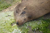 Close up of a snoozing Californian sea lion coastal,eared seals,mammal,mammals,marine,marine life,marine mammal,marine mammals,ocean,oceans,Pacific,pinnipeds,pinniped,sea,sea life,sea lion,sleep,asleep,sleeping,snooze,tired,nap time,close up,fa
