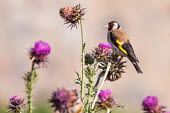 Goldfinch perching on thistle bird,birds,birdlife,avian,aves,wings,feathers,bill,plumage,perch,perched,perching,sitting,finch,finches,flower,flowers,thistle,shallow focus,close up,colourful,summer,Goldfinch,Carduelis carduelis,Per