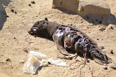 A dead California sea lion on the shore, marine litter tangled in its wounds Ceres Wan Kam coastal,eared seals,mammal,mammals,marine,marine life,marine mammal,marine mammals,ocean,oceans,Pacific,pinnipeds,pinniped,sea,sea life,sea lion,dead,injured,injury,decay,shore,blood,waste,rubbish,litter,beach,California sea lion,Zalophus californianus,Chordates,Chordata,Mammalia,Mammals,Carnivores,Carnivora,Otariidae,Eared Seals,Zalophus californianus californianus,Ocean,North America,Coastal,Aquatic,Animalia,Terrestrial,Zalophus,Carnivorous,Least Concern,californianus,Shore,IUCN Red List