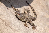 A Caucasian agama basking in the sun agama,lizard,lizards,reptile,reptiles,scales,scaly,reptilia,lizards and snakes,terrestrial,cold blooded,spiny,spikey,armour,shallow focus,close up,rock,sunbathing,basking,Animalia,Chordata,Squamata,Ig