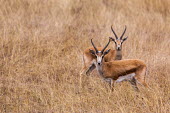 A pair of gazelle on alert in the grassland gazelle,antelope,antelopes,herbivores,herbivore,vertebrate,mammal,mammals,terrestrial,ungulate,horns,horn,Africa,African,grassland,savanna,savannah,negative space,shallow focus,grazers,alert,looking a