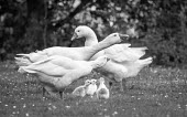 Geese and their goslings domestic,domestic goose,domestic geese,bird,birds,birdlife,avian,aves,wings,feathers,bill,plumage,waterfowl,geese,goose,black and white,family,chicks,chick,gosling,goslings,gaggle,parents,parenthood,y