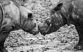 Sumatran rhinos Indonesian recovery programme rhinos,rhino,herbivores,herbivore,vertebrate,mammal,mammals,terrestrial,pygmy rhinoceros,pygmy rhino,Asian two-horned rhinoceros,cute,black and white,friends,relationship,recovery program,conservation